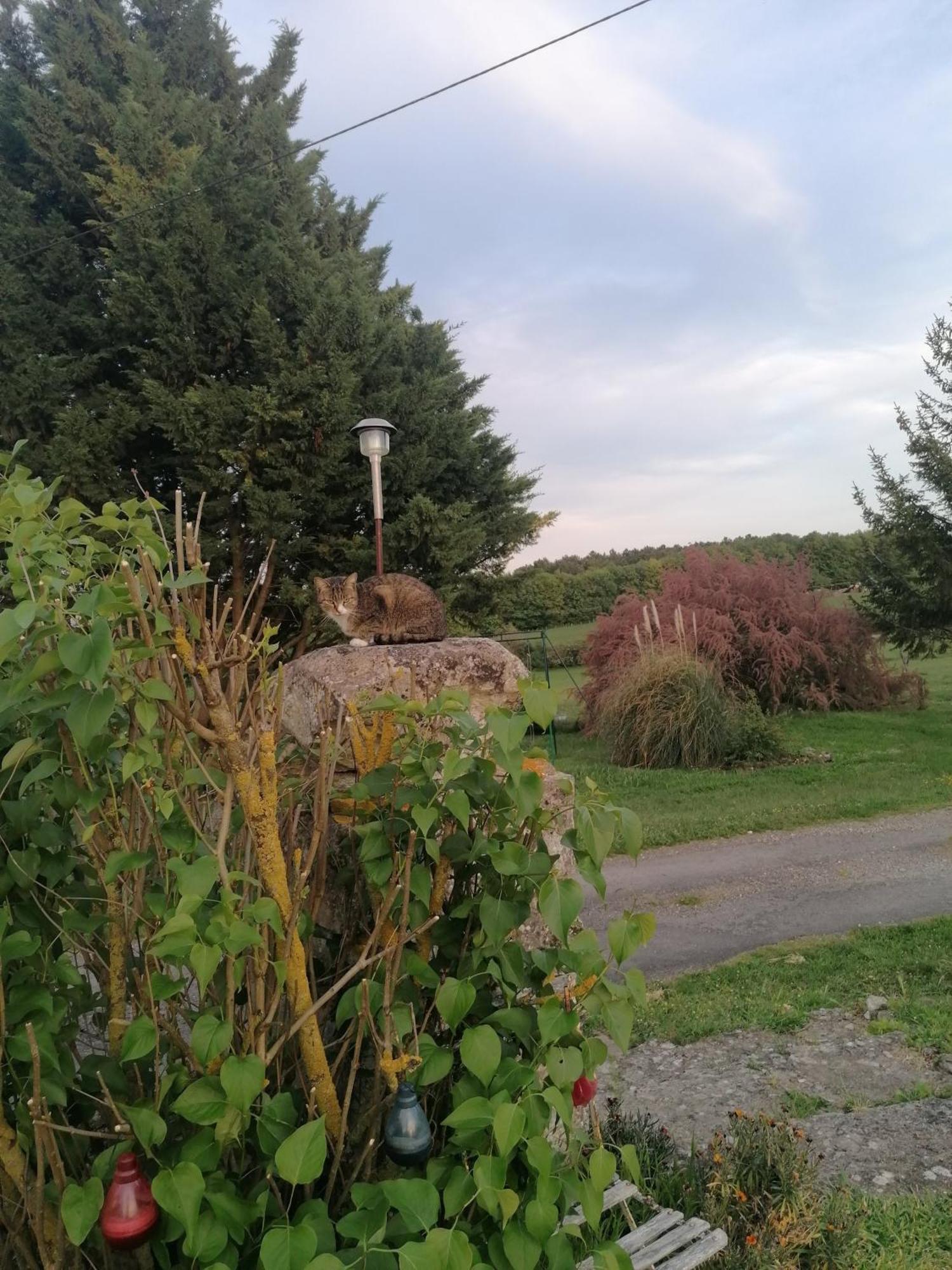 Gite 4 Pers, Jacuzzi, Piscine, Proche Futuroscope, Calme Et Nature A La Roche Posay La Roche-Posay Exterior foto